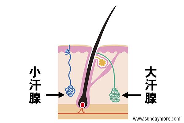 臭狐 止汗 肝腺_02