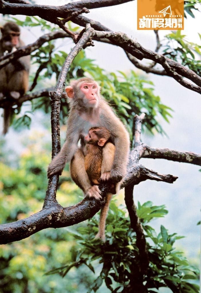 種類：獼猴（Macaca mulatta）圖片來源：新假期
