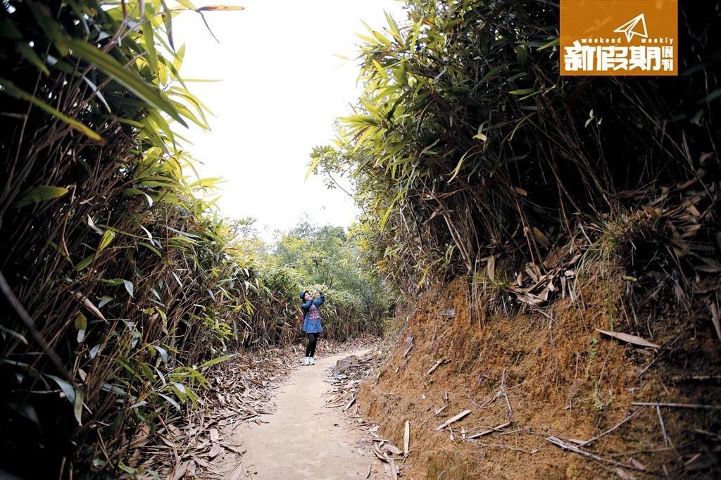 沿路上山會發現竹林深處，不過近日行山友已自發修剪過竹林。圖片來源：新假期