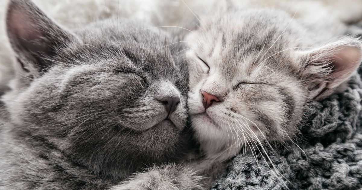 夢見貓可能代表渴望愛？不同貓咪代表不同意思！