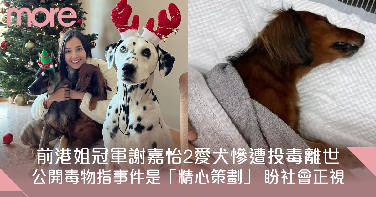 香港前港姐謝嘉怡愛犬慘遭投毒 忍痛公開：盼社會和政府重視動物安全