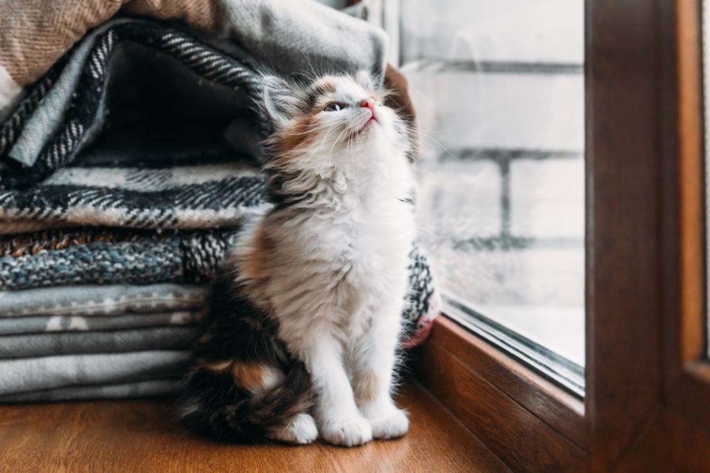 寵物 (圖片來源:Shutterstock)