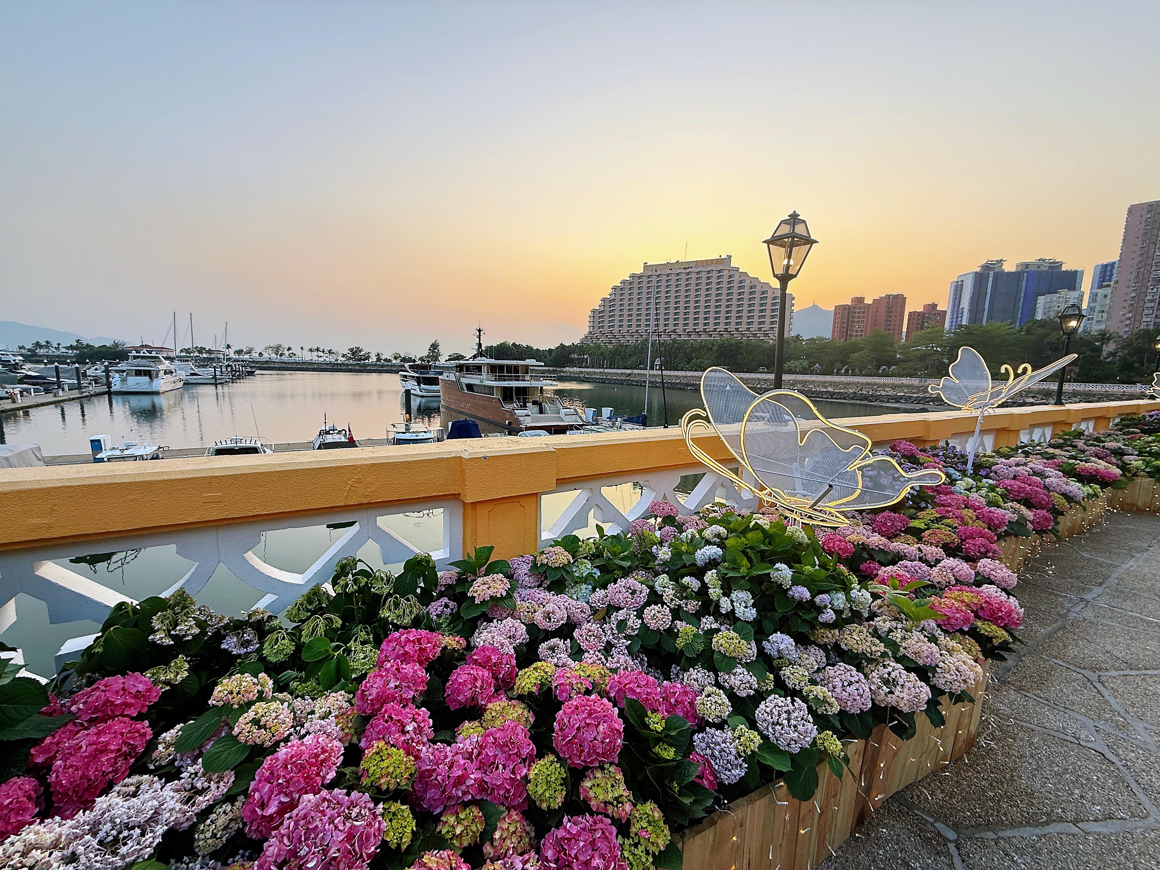 五一黃金周香港好去處！黃金海岸繡球花節、迪士尼Duffy電車、西九微醺樂動