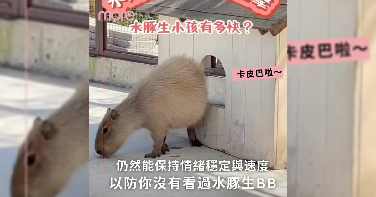 母親節快樂～情緒穩定水豚媽媽連生產也非常淡定喔！