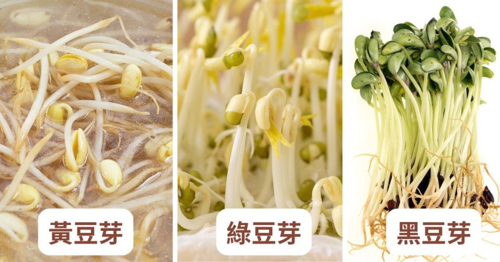芽菜減肥法 (圖片來源:MORE製圖)