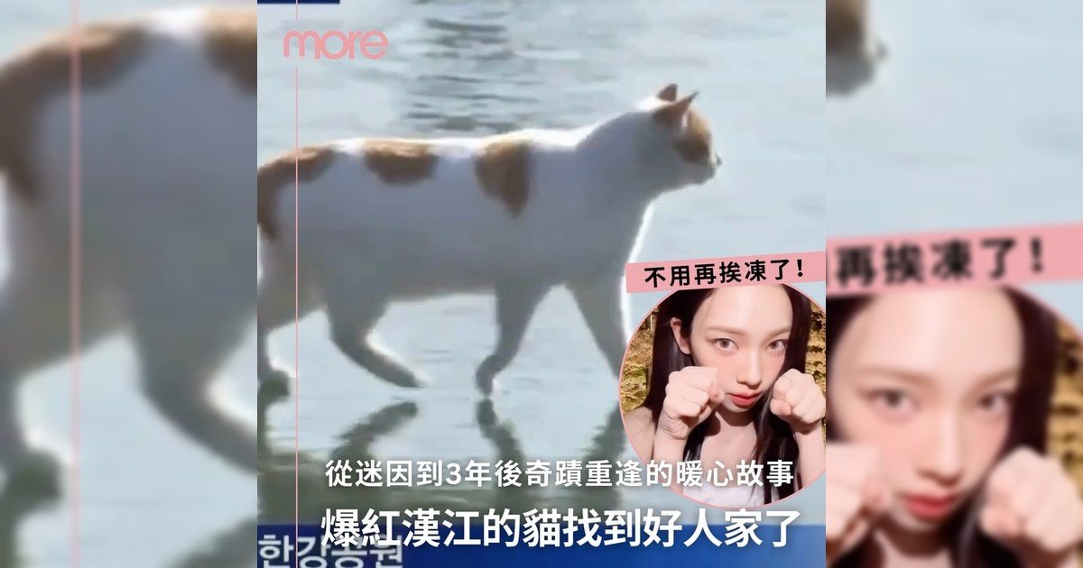 寒冬中「漢江貓」終於迎來溫暖結局！