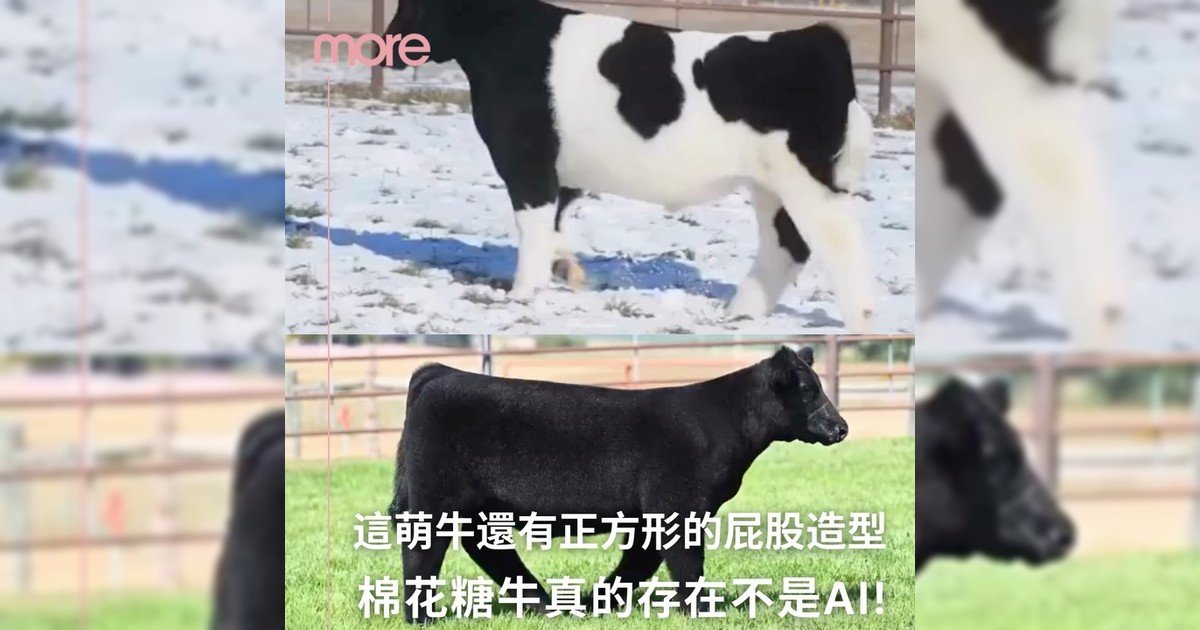棉花糖牛真存在🐄專業牛隻造型師隱藏藝術！