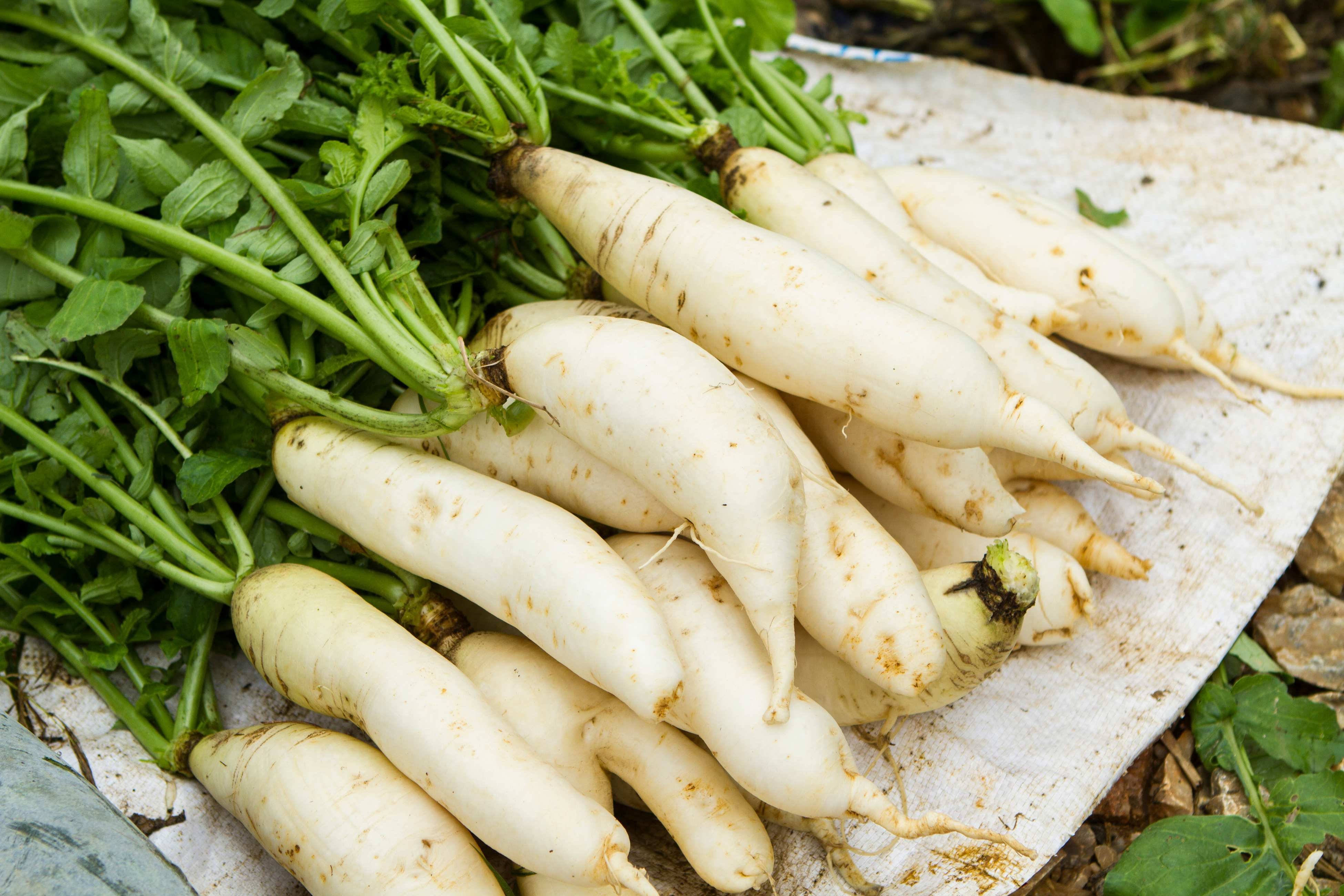 白蘿蔔6大功效｜中醫拆解正確食法助止咳化痰＋排毒、一類人士不宜多吃