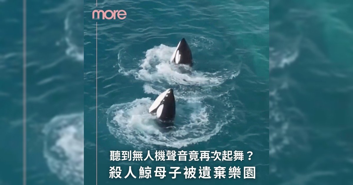 殺人鯨母子被遺棄樂園 看到廢墟攝影師不禁起舞？