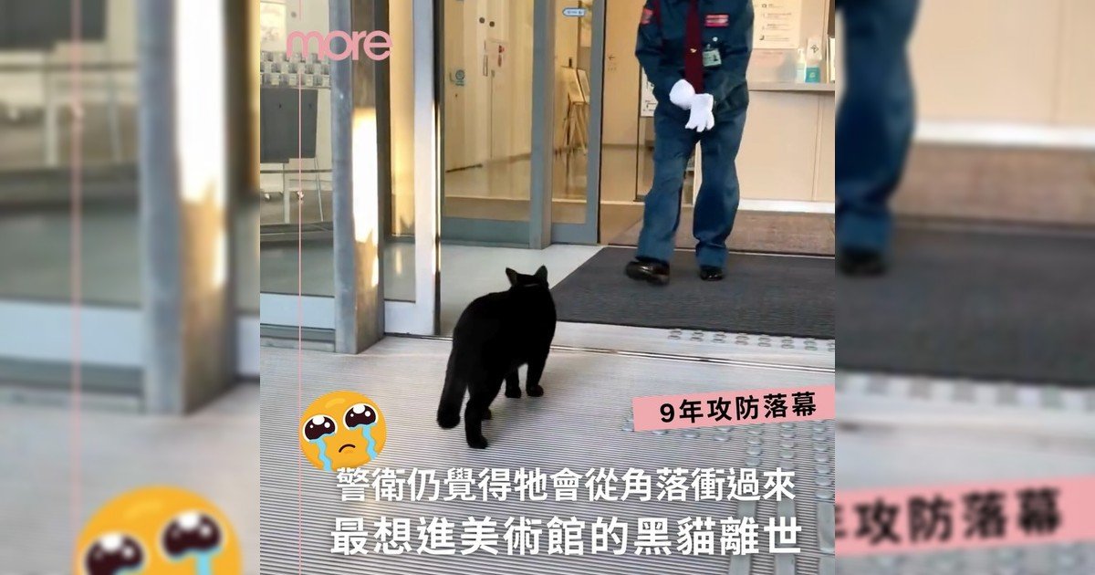 「最想進美術館黑貓」Ken醬離世 你知道關於牠故事嗎？