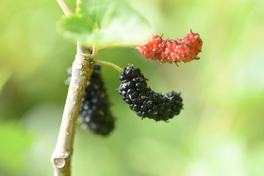 桑葚龍眼肉 (圖片來源:Canva)