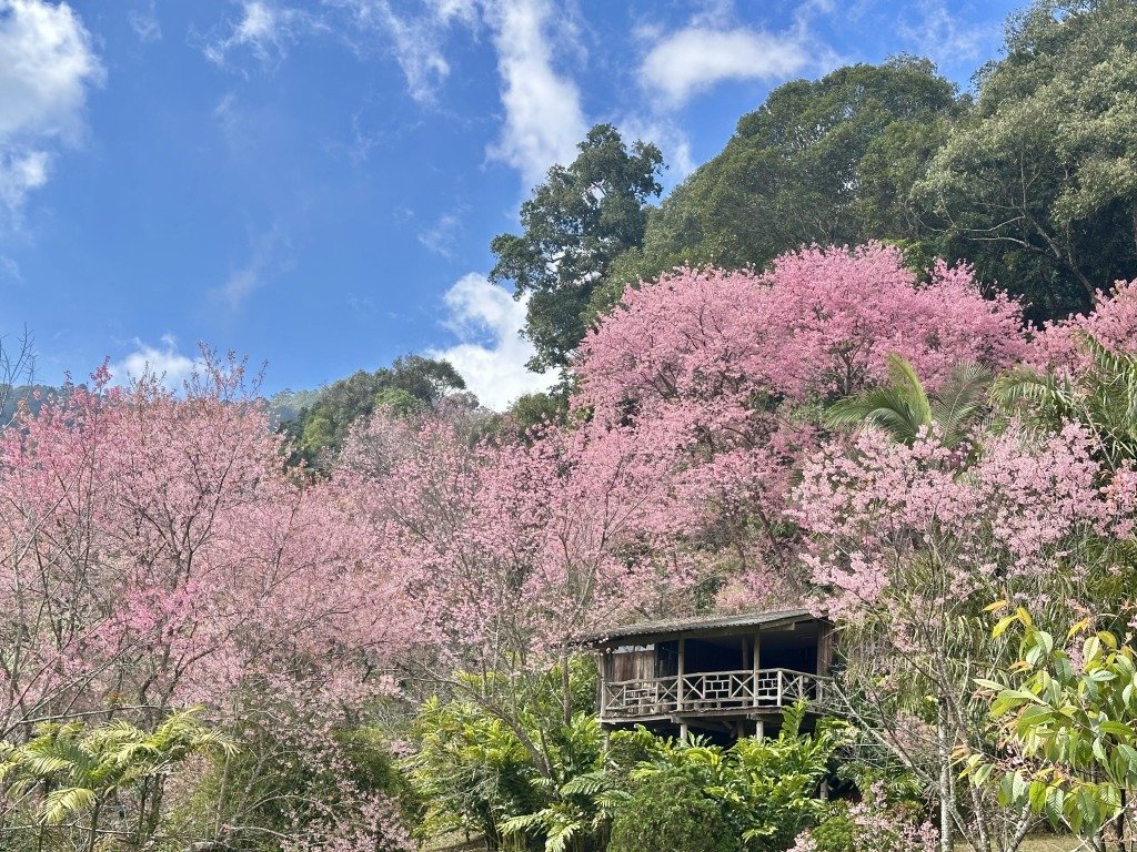 清邁閨密遊 (圖片來源:IG@daydaycheckin)